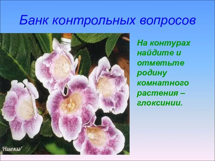 Банк контрольных вопросов На контурах найдите и отметьте родину комнатного растения –глоксинии.