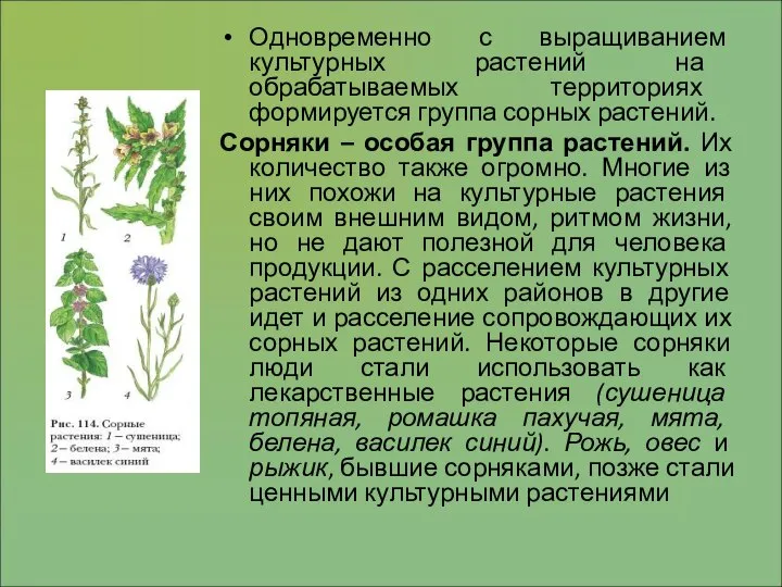 Одновременно с выращиванием культурных растений на обрабатываемых территориях формируется группа сорных