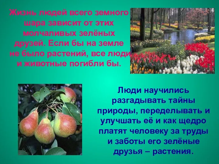 Жизнь людей всего земного шара зависит от этих молчаливых зелёных друзей.