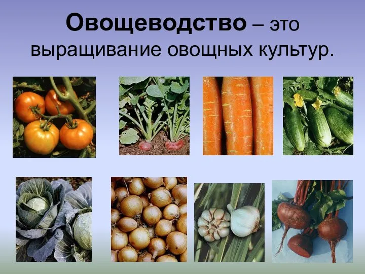 Овощеводство – это выращивание овощных культур.