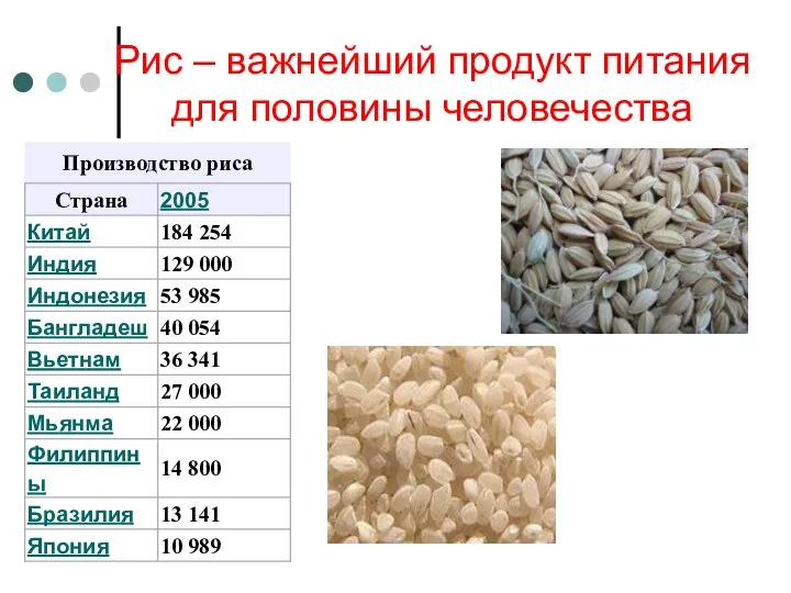 Рис – важнейший продукт питания для половины человечества