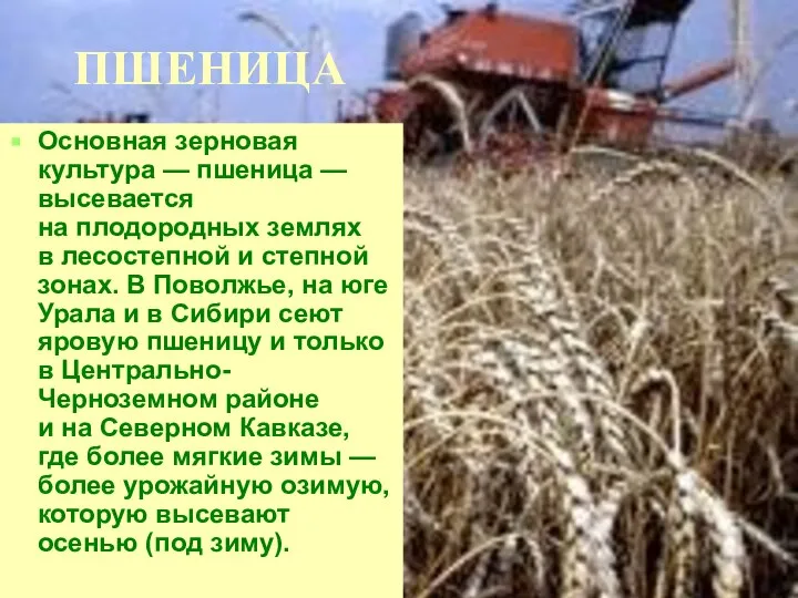 ПШЕНИЦА Основная зерновая культура — пшеница — высевается на плодородных землях