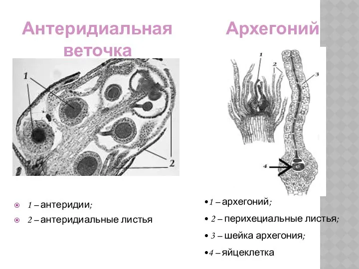 1 – антеридии; 2 – антеридиальные листья Архегоний Антеридиальная веточка 1