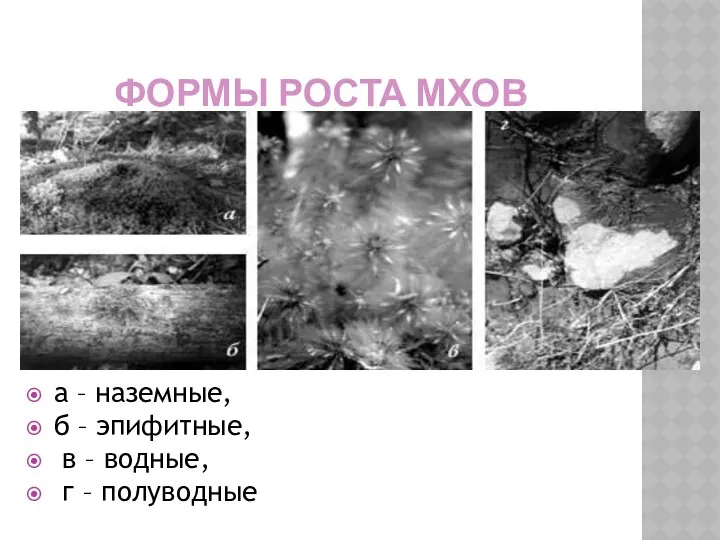 ФОРМЫ РОСТА МХОВ а – наземные, б – эпифитные, в – водные, г – полуводные