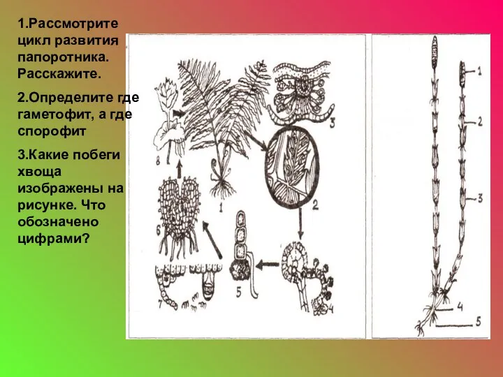 1.Рассмотрите цикл развития папоротника. Расскажите. 2.Определите где гаметофит, а где спорофит