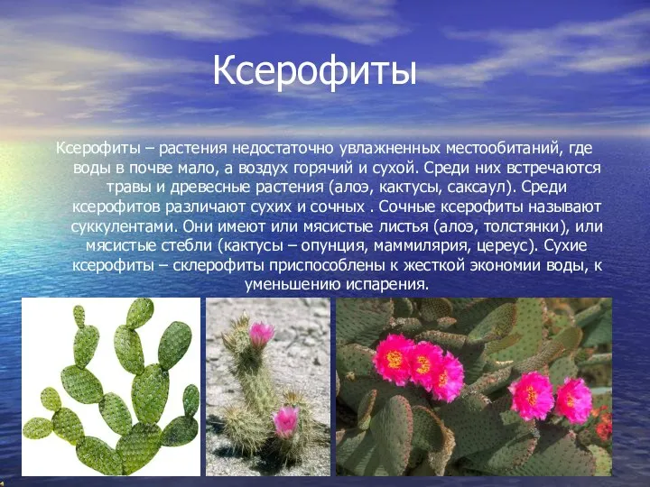 Ксерофиты Ксерофиты – растения недостаточно увлажненных местообитаний, где воды в почве