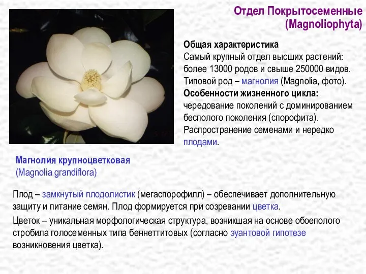 Отдел Покрытосеменные (Magnoliophyta) Плод – замкнутый плодолистик (мегаспорофилл) – обеспечивает дополнительную