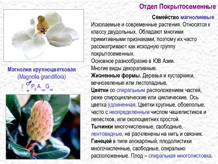 Отдел Покрытосеменные Семейство магнолиевые Ископаемые и современные растения. Относятся к классу