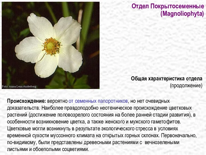 Отдел Покрытосеменные (Magnoliophyta) Происхождение: вероятно от семенных папоротников, но нет очевидных