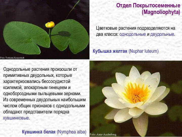 Отдел Покрытосеменные (Magnoliophyta) Однодольные растения произошли от примитивных двудольных, которые характеризовались