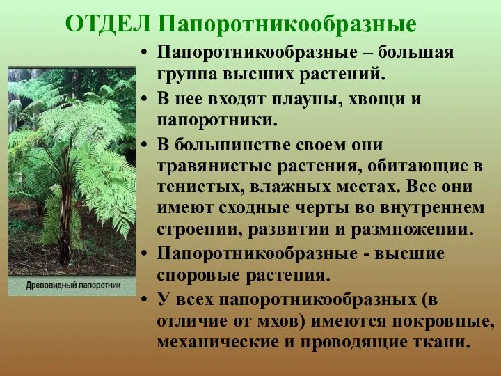 ОТДЕЛ Папоротникообразные Папоротникообразные – большая группа высших растений. В нее входят