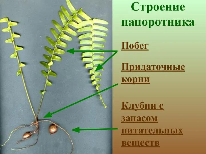 Строение папоротника Побег Придаточные корни Клубни с запасом питательных веществ