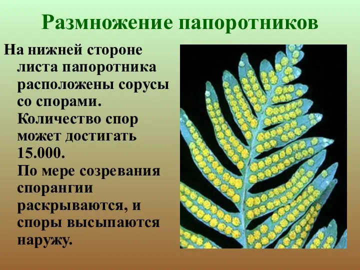 Размножение папоротников На нижней стороне листа папоротника расположены сорусы со спорами.