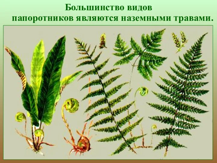 Большинство видов папоротников являются наземными травами.