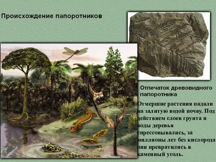 Отмершие растения падали на залитую водой почву. Под действием слоев грунта