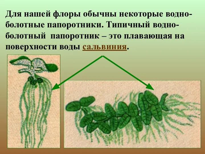 Для нашей флоры обычны некоторые водно-болотные папоротники. Типичный водно-болотный папоротник –