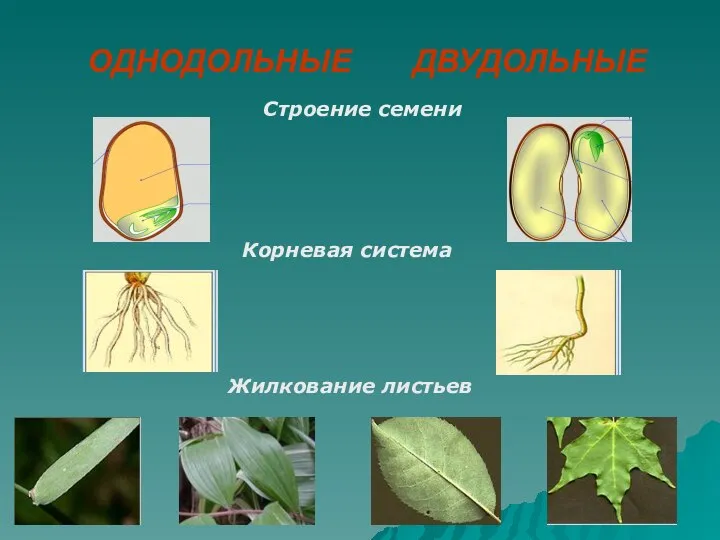 ОДНОДОЛЬНЫЕ ДВУДОЛЬНЫЕ Жилкование листьев Корневая система Строение семени