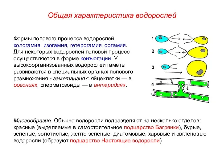 Формы полового процесса водорослей: хологамия, изогамия, гетерогамия, оогамия. Для некоторых водорослей