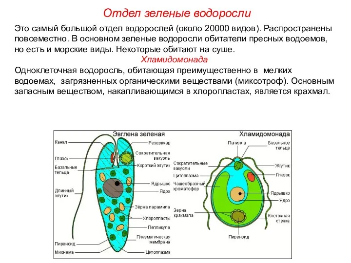 Это самый большой отдел водорослей (около 20000 видов). Распространены повсеместно. В