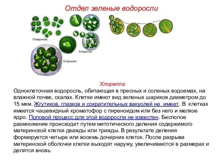 Хлорелла Одноклеточная водоросль, обитающая в пресных и соленых водоемах, на влажной