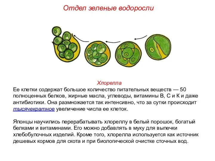 Хлорелла Ее клетки содержат большое количество питательных веществ — 50 полноценных