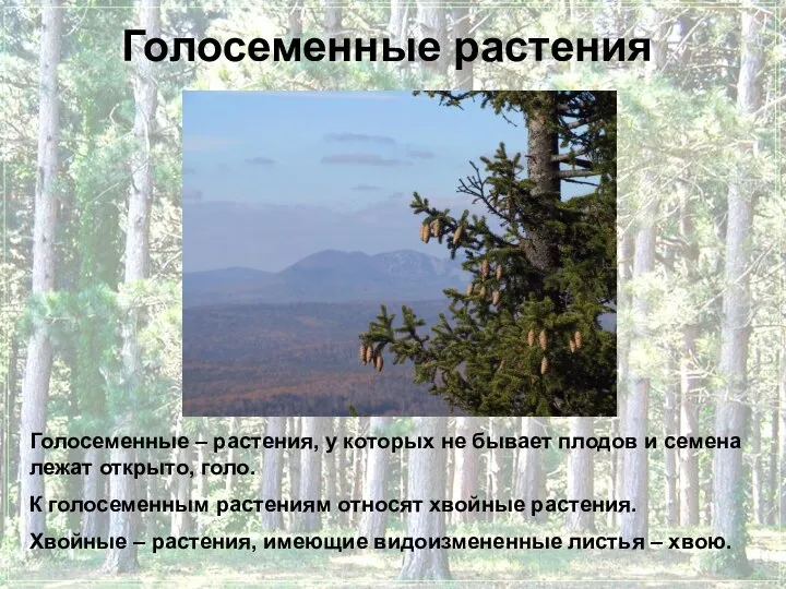 Голосеменные растения Голосеменные – растения, у которых не бывает плодов и