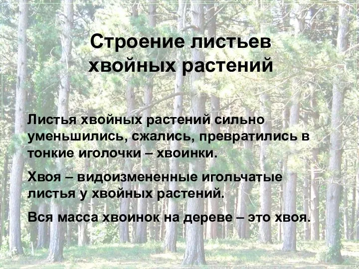 Строение листьев хвойных растений Листья хвойных растений сильно уменьшились, сжались, превратились