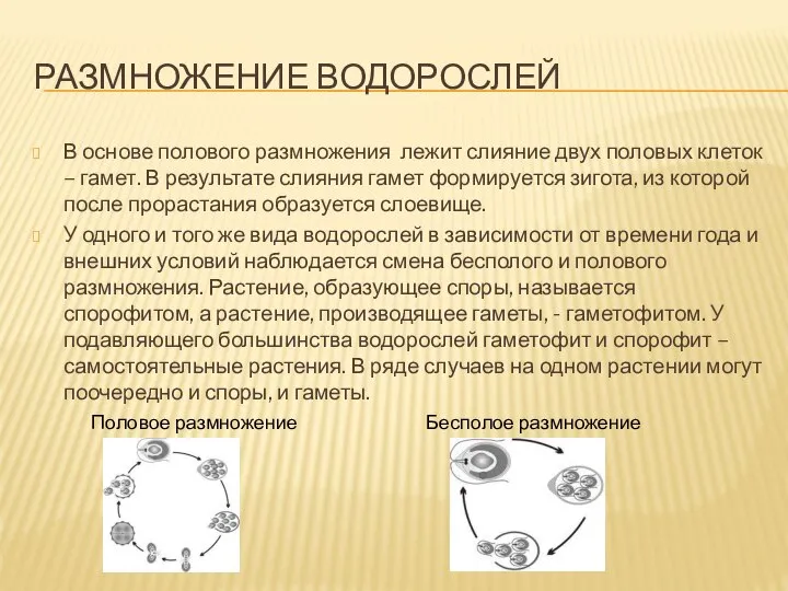 Размножение водорослей В основе полового размножения лежит слияние двух половых клеток