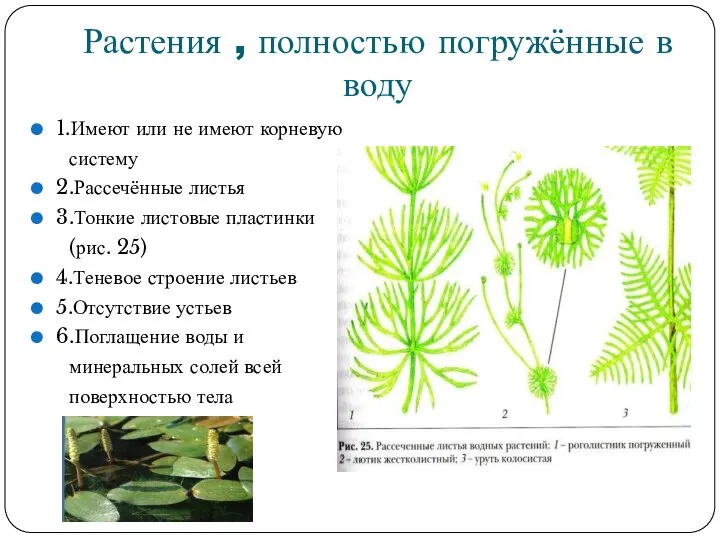 Растения , полностью погружённые в воду 1.Имеют или не имеют корневую