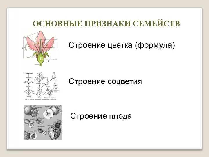 ОСНОВНЫЕ ПРИЗНАКИ СЕМЕЙСТВ Строение цветка (формула) Строение соцветия Строение плода