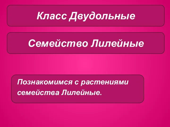 Класс однодольные Класс Двудольные Семейство Лилейные Познакомимся с растениями семейства Лилейные.