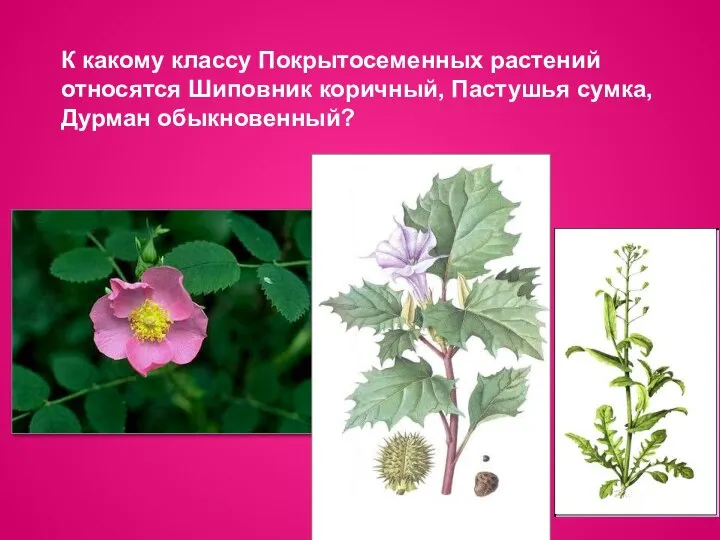 К какому классу Покрытосеменных растений относятся Шиповник коричный, Пастушья сумка, Дурман обыкновенный?