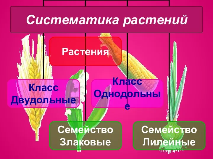 Систематика растений