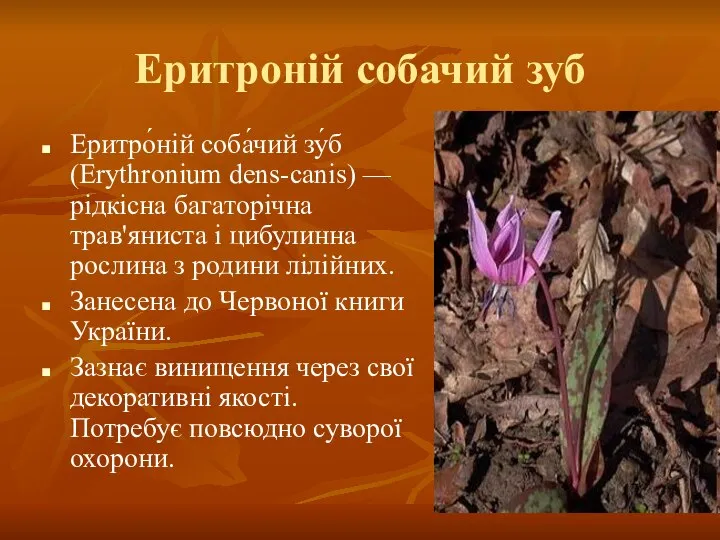 Еритроній собачий зуб Еритро́ній соба́чий зу́б (Erythronium dens-canis) — рідкісна багаторічна