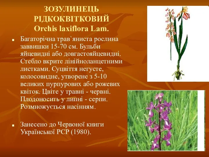 ЗОЗУЛИНЕЦЬ РІДКОКВІТКОВИЙ Orchis laxiflora Lam. Багаторічна трав`яниста рослина заввишки 15-70 см.
