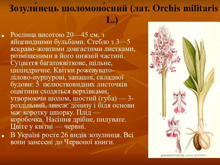 Зозули́нець шоломоно́сний (лат. Orchis militaris L.) Рослина висотою 20—45 см, з