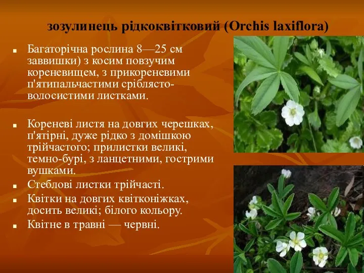 зозулинець рідкоквітковий (Orchis laxiflora) Багаторічна рослина 8—25 см заввишки) з косим