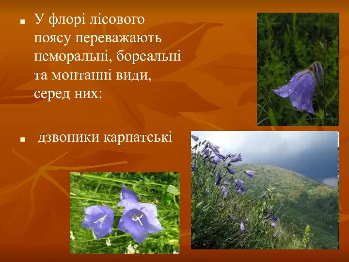 У флорі лісового поясу переважають неморальні, бореальні та монтанні види, серед них: дзвоники карпатські