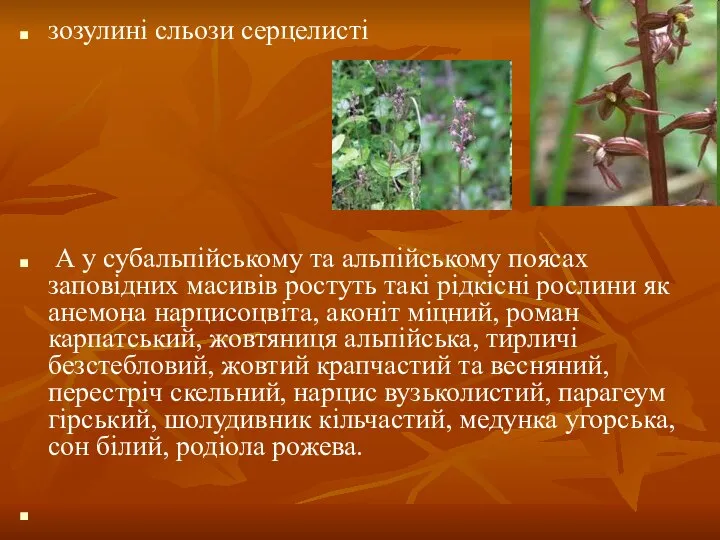 зозулині сльози серцелисті А у субальпійському та альпійському поясах заповідних масивів