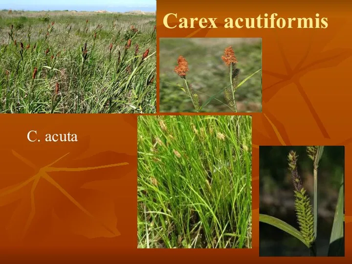 Carex acutiformis C. acuta