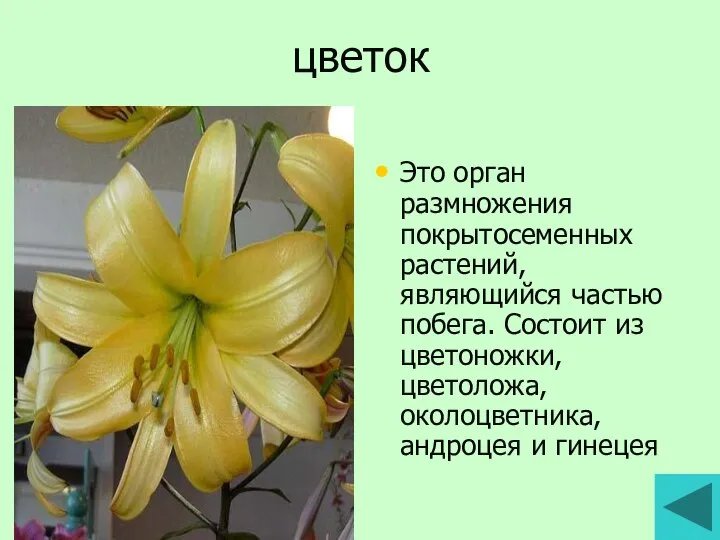 цветок Это орган размножения покрытосеменных растений, являющийся частью побега. Состоит из