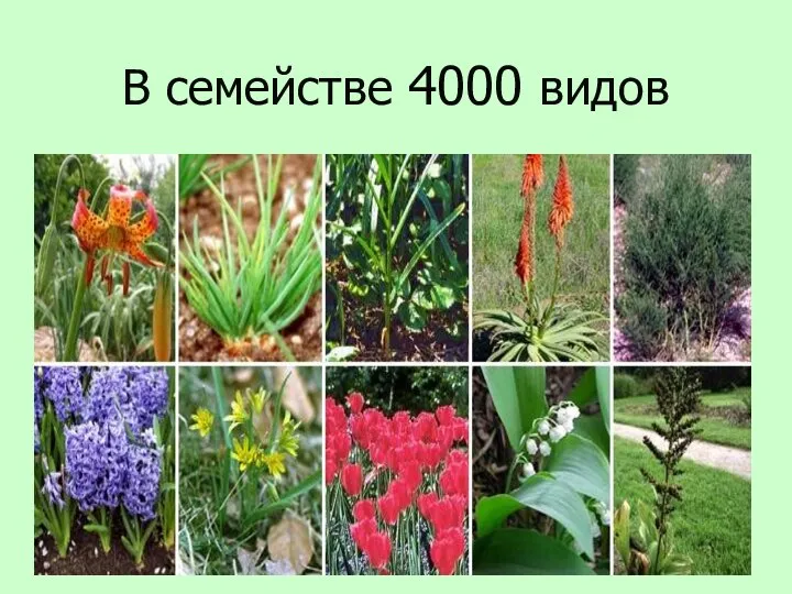 В семействе 4000 видов