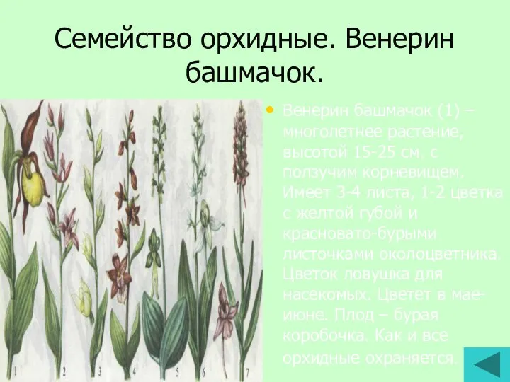 Семейство орхидные. Венерин башмачок. Венерин башмачок (1) – многолетнее растение, высотой