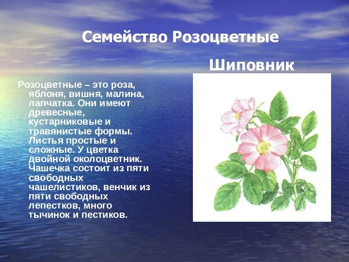 Семейство Розоцветные Розоцветные – это роза, яблоня, вишня, малина, лапчатка. Они