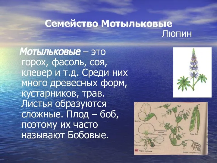 Семейство Мотыльковые Мотыльковые – это горох, фасоль, соя, клевер и т.д.