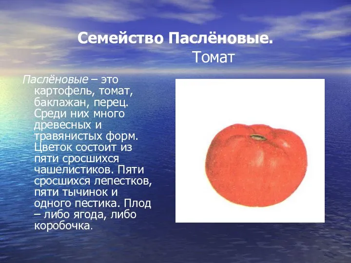 Семейство Паслёновые. Паслёновые – это картофель, томат, баклажан, перец. Среди них