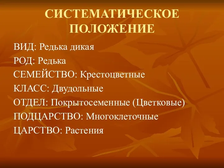 СИСТЕМАТИЧЕСКОЕ ПОЛОЖЕНИЕ ВИД: Редька дикая РОД: Редька СЕМЕЙСТВО: Крестоцветные КЛАСС: Двудольные