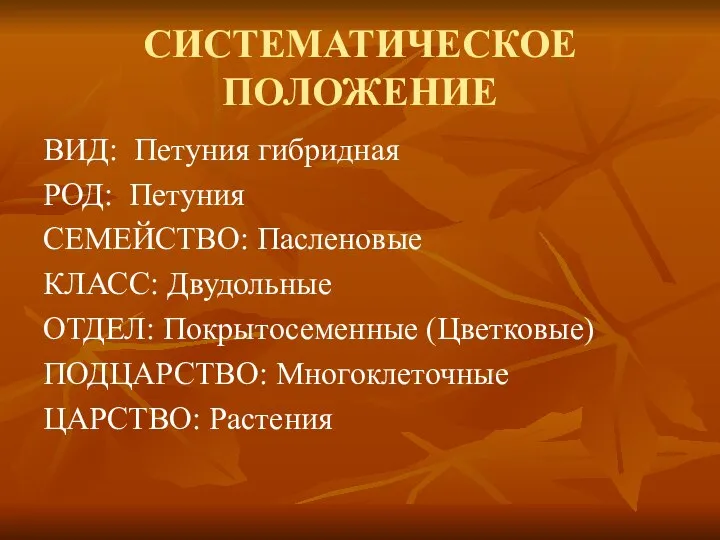 СИСТЕМАТИЧЕСКОЕ ПОЛОЖЕНИЕ ВИД: Петуния гибридная РОД: Петуния СЕМЕЙСТВО: Пасленовые КЛАСС: Двудольные