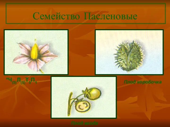 Семейство Пасленовые *Ч(5)Л(5)Т5П1 Плод коробочка Плод ягода