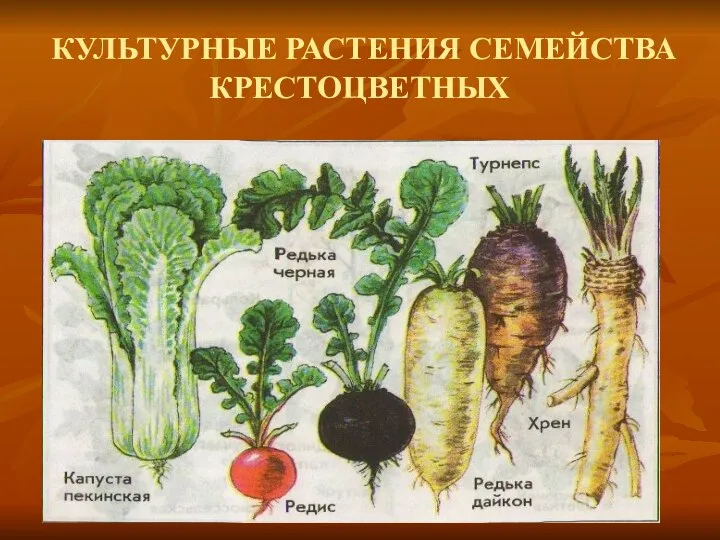 КУЛЬТУРНЫЕ РАСТЕНИЯ СЕМЕЙСТВА КРЕСТОЦВЕТНЫХ